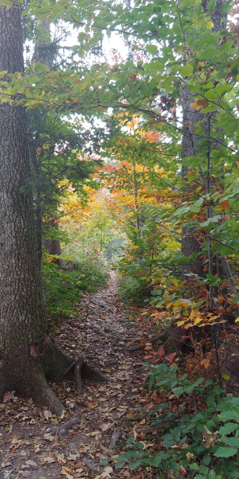 NaturaVIRIDITAS für die Gesundheitspflege ,,Natur”
