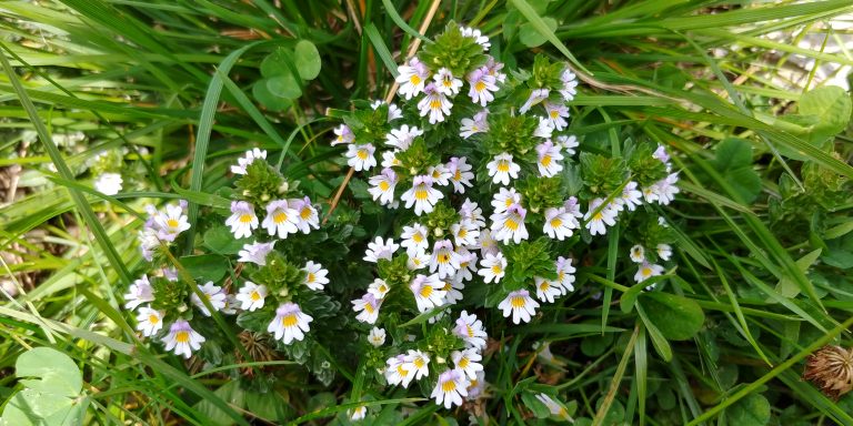 Primäre und sekundäre Pflanzenwirkstoffe